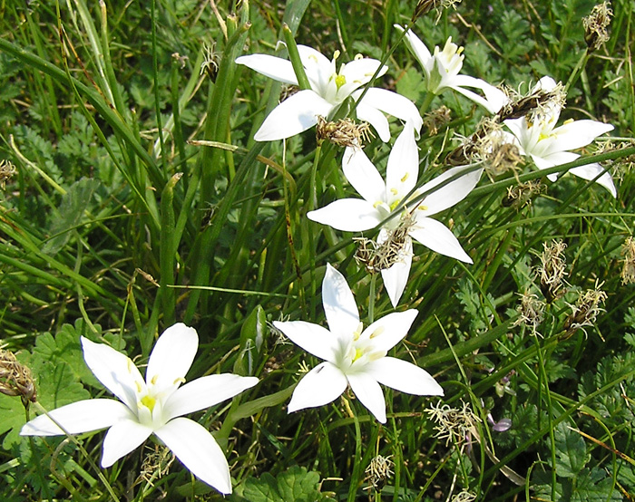 Dolden-Milchstern, Ornithogalum umbellatum
